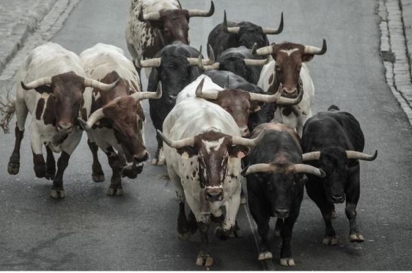 Running of the Bulls Pamplona Spain