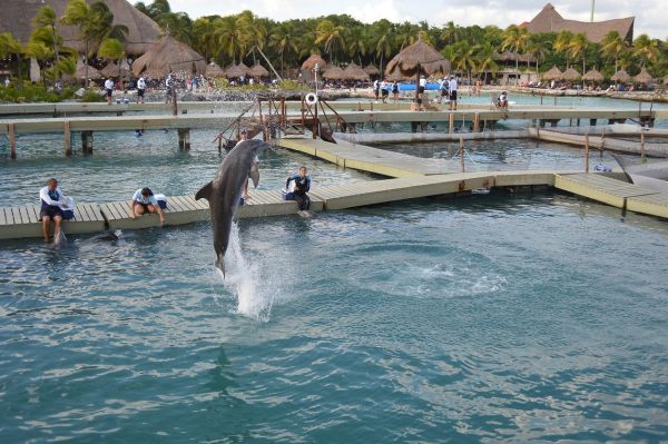 Nado con delfines Xcaret