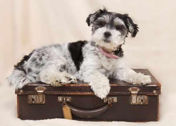 Prepara el equipaje Mascotas Viajeras