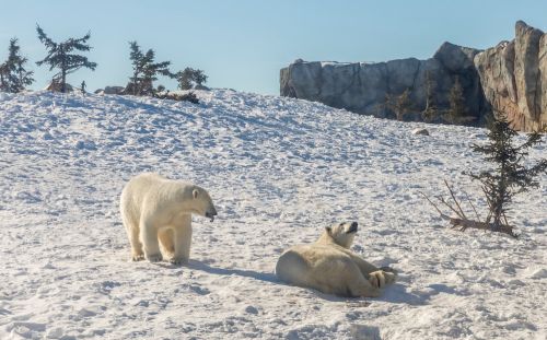 Visita la capital de osos polares